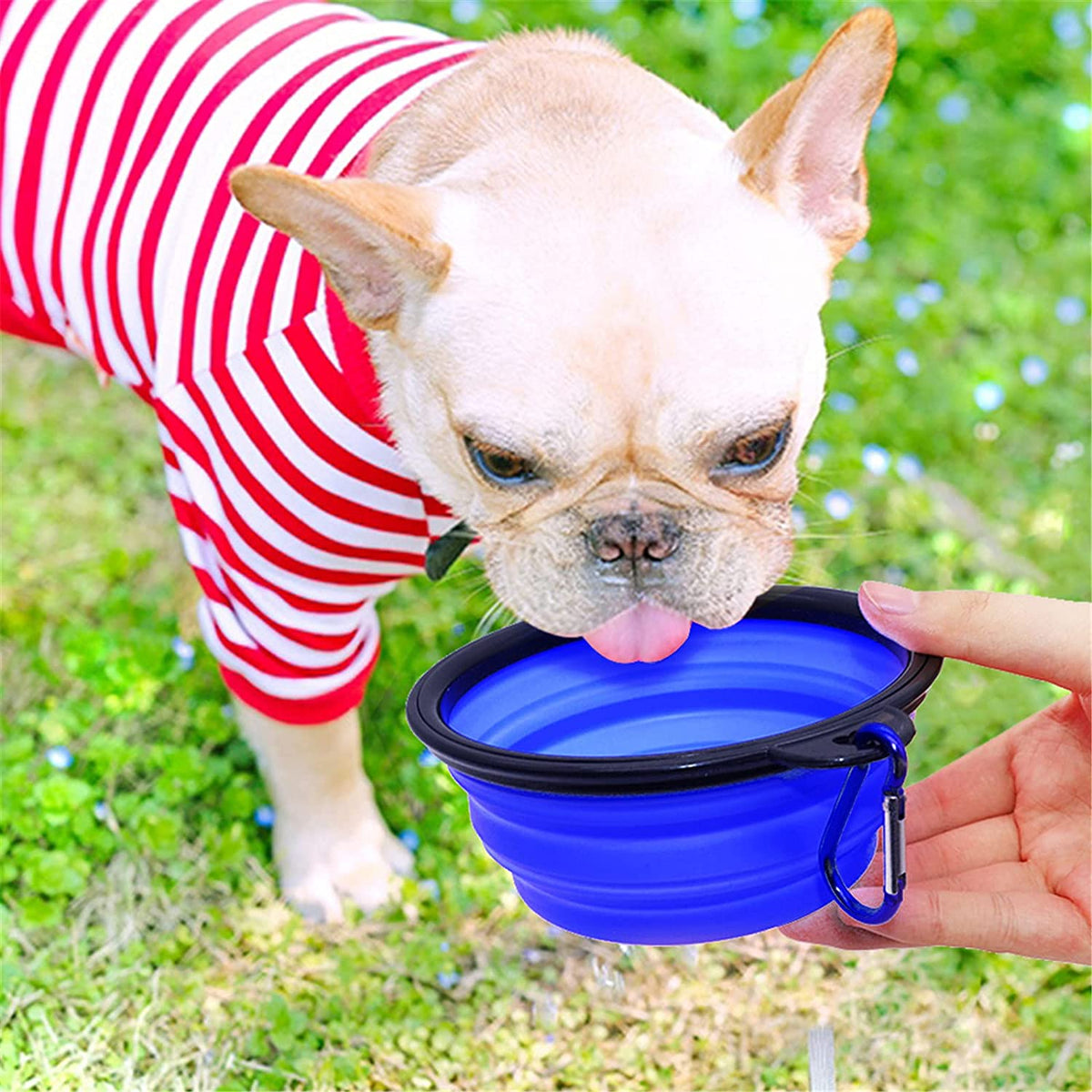 Collapsible Travel Dog Bowls — Set of 5 (Blue)