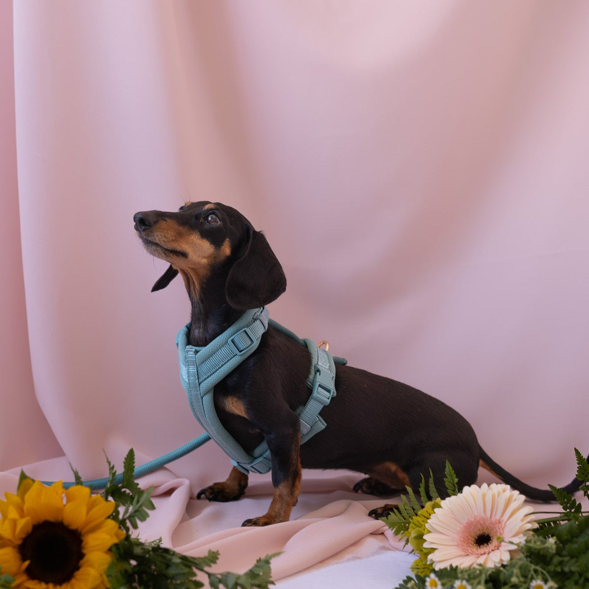 FURLOU Comfort Dog Harness — Blue