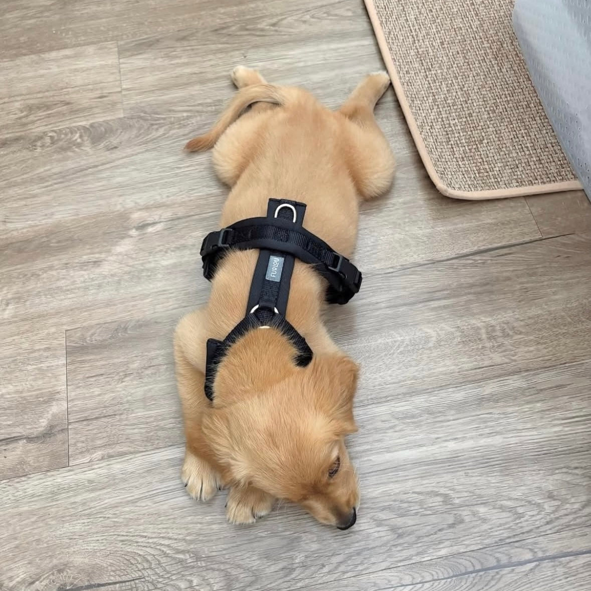 FURLOU Comfort Dog Harness — Black